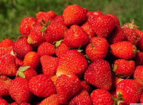 strawberry furanone perfumer supply house